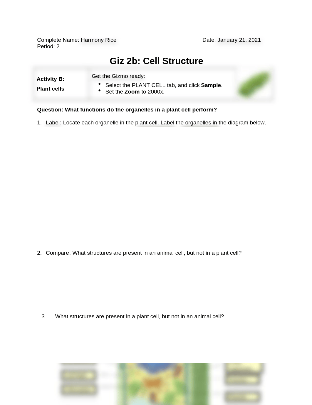 Gizmos Plant Cell Structure.docx_di44kwsfh19_page1