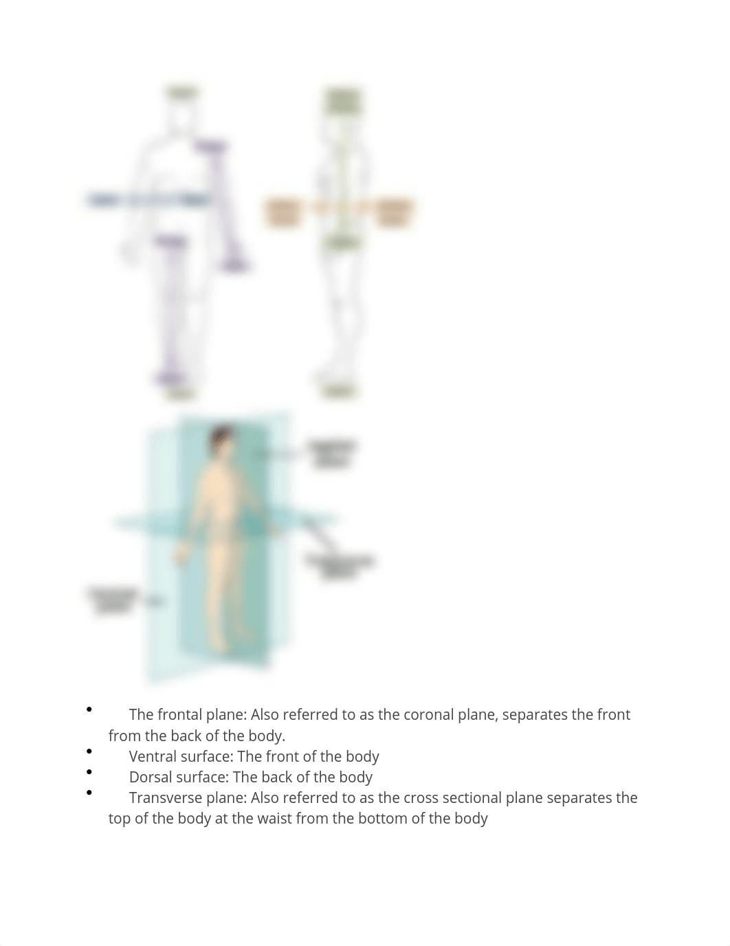 TEAS Anatomy and Physiology Review.docx_di4e0vwlxpy_page2