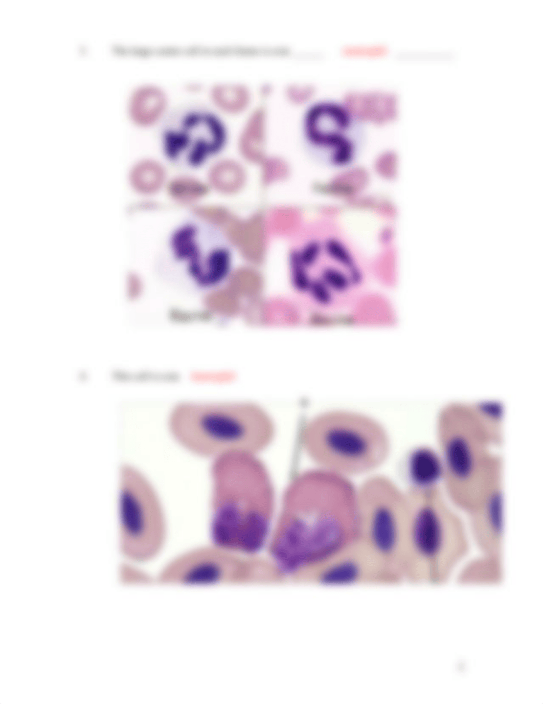 ASSIGNMENT 6.3  MISCELLANEOUS BLOOD KEY.docx_di5wwofkqnn_page2