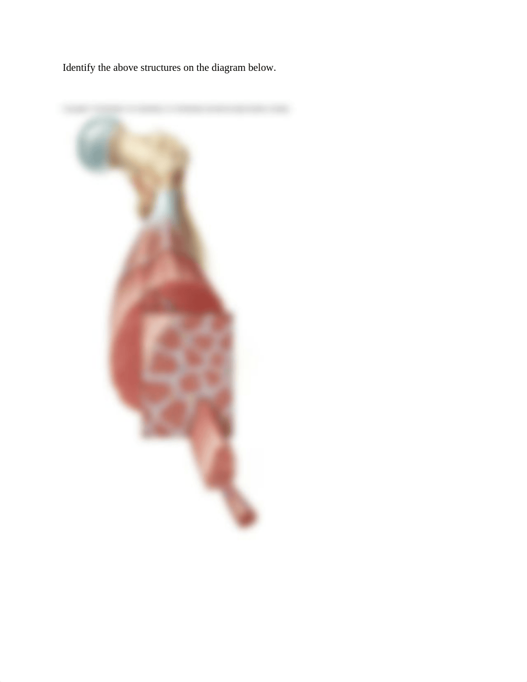 Bio 241 Prelab 19 -  Skeletal Muscle Structure (F11).doc_di607hrraeg_page2