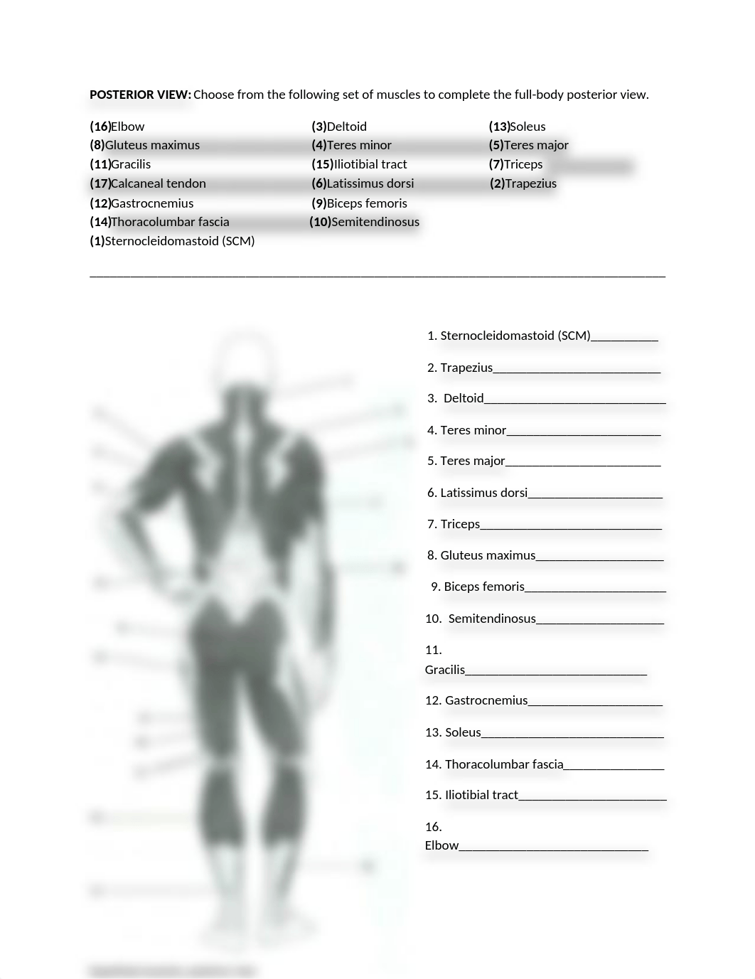 BIO201 Completed Label Posterior_Anterior .docx_di60avazhab_page1