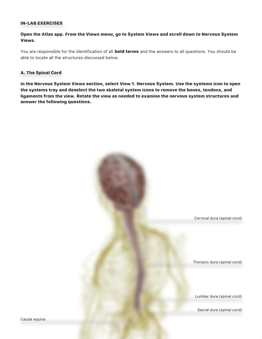 lab manual_spinal_cord_and_spinal_nerves_atlas-3.pdf_di6eyisgbu5_page4