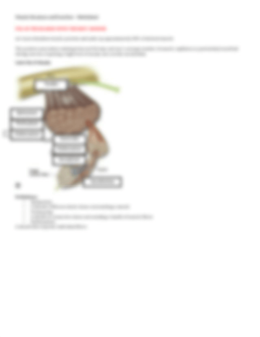 Muscle Structure and Function Worksheet.docx_di6uam4ggyh_page3