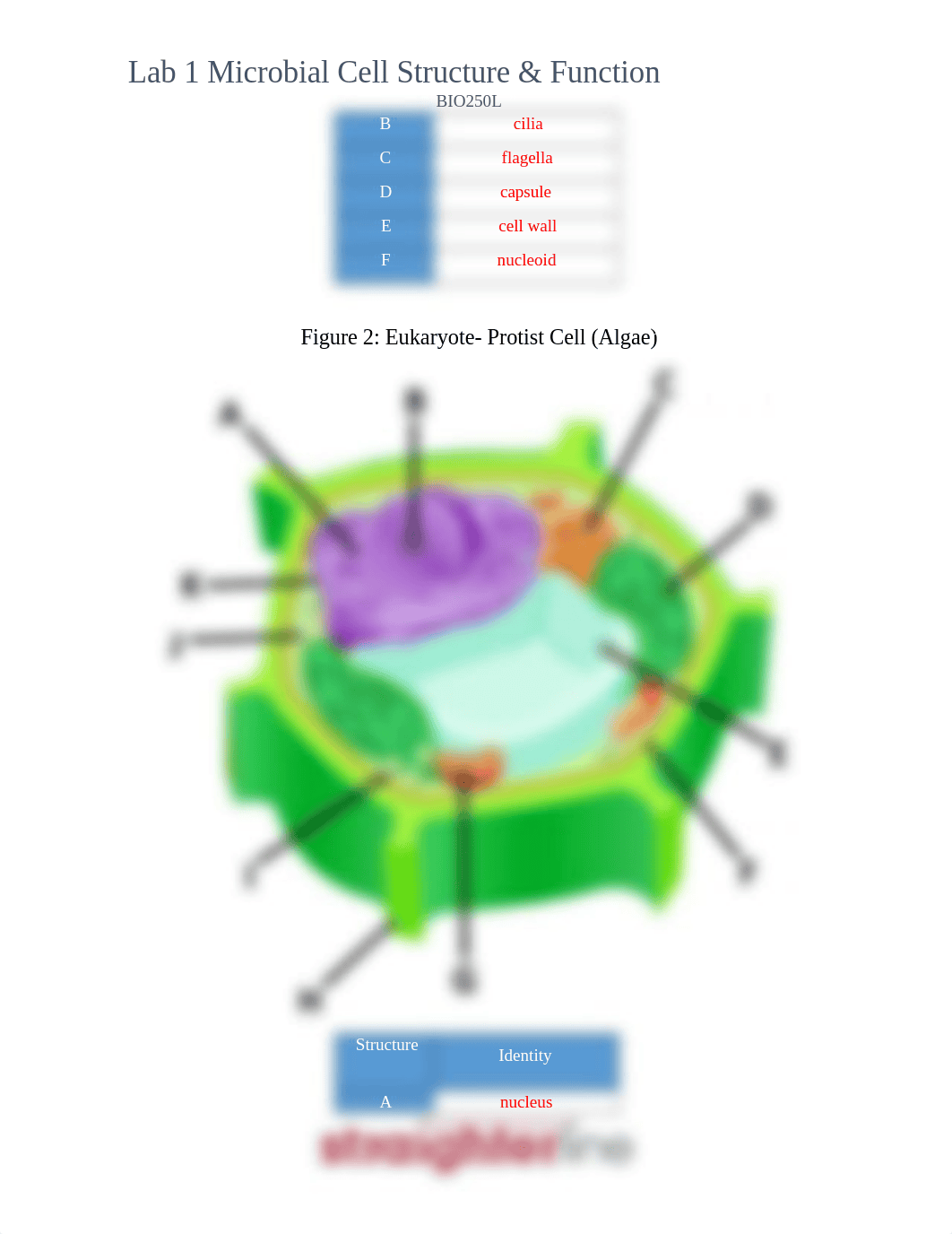 Lab 1.docx_di80l3elcu4_page2