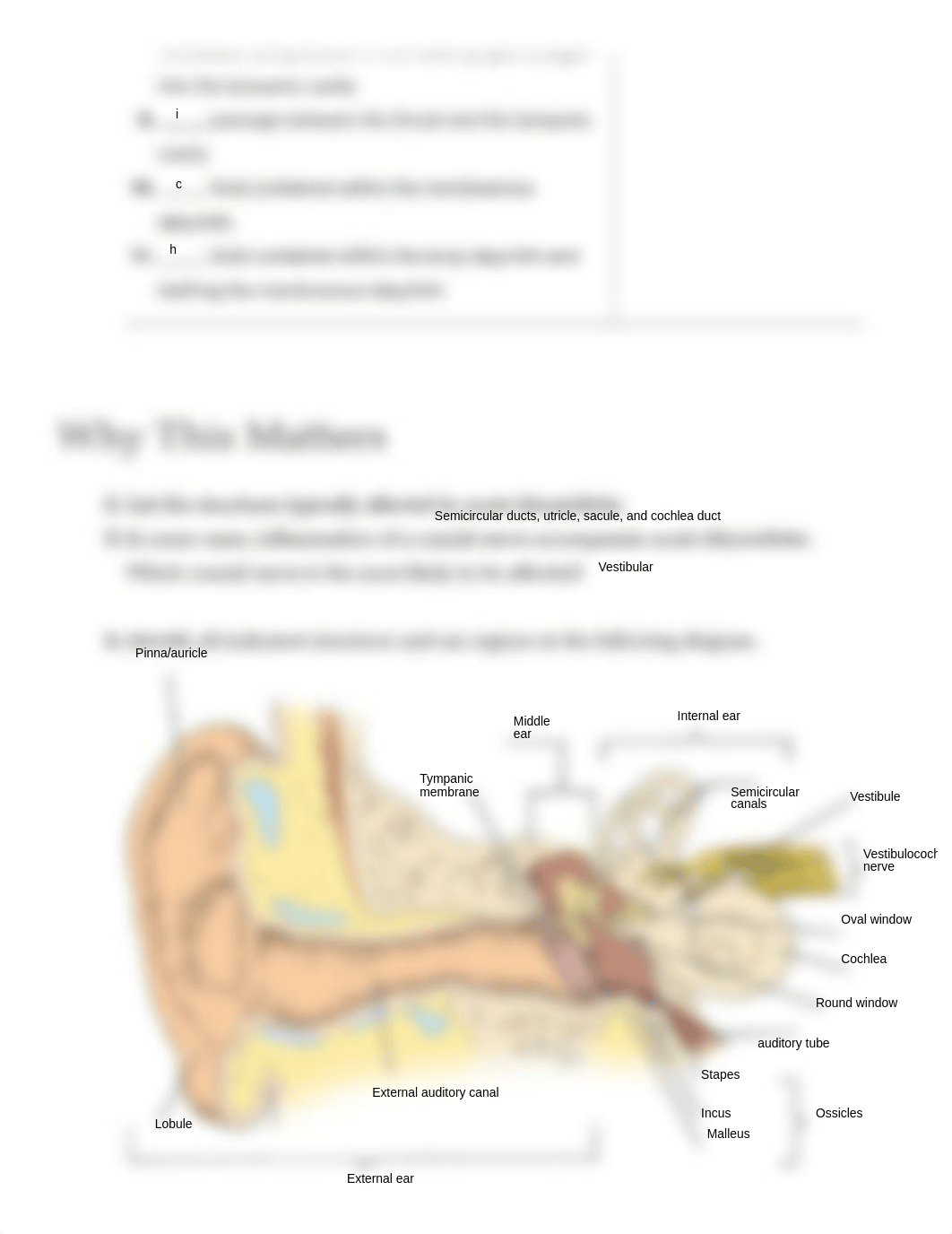 Ex25 Review sheet - Special Senses - Hearing and Equilibrium (1) (1).pdf_di82idh92vm_page2