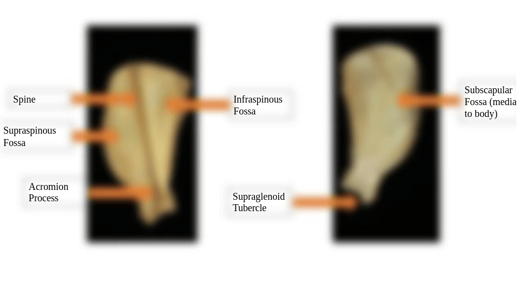 PP for AP Skeleton Practical.pptx_di9fvb1271m_page2