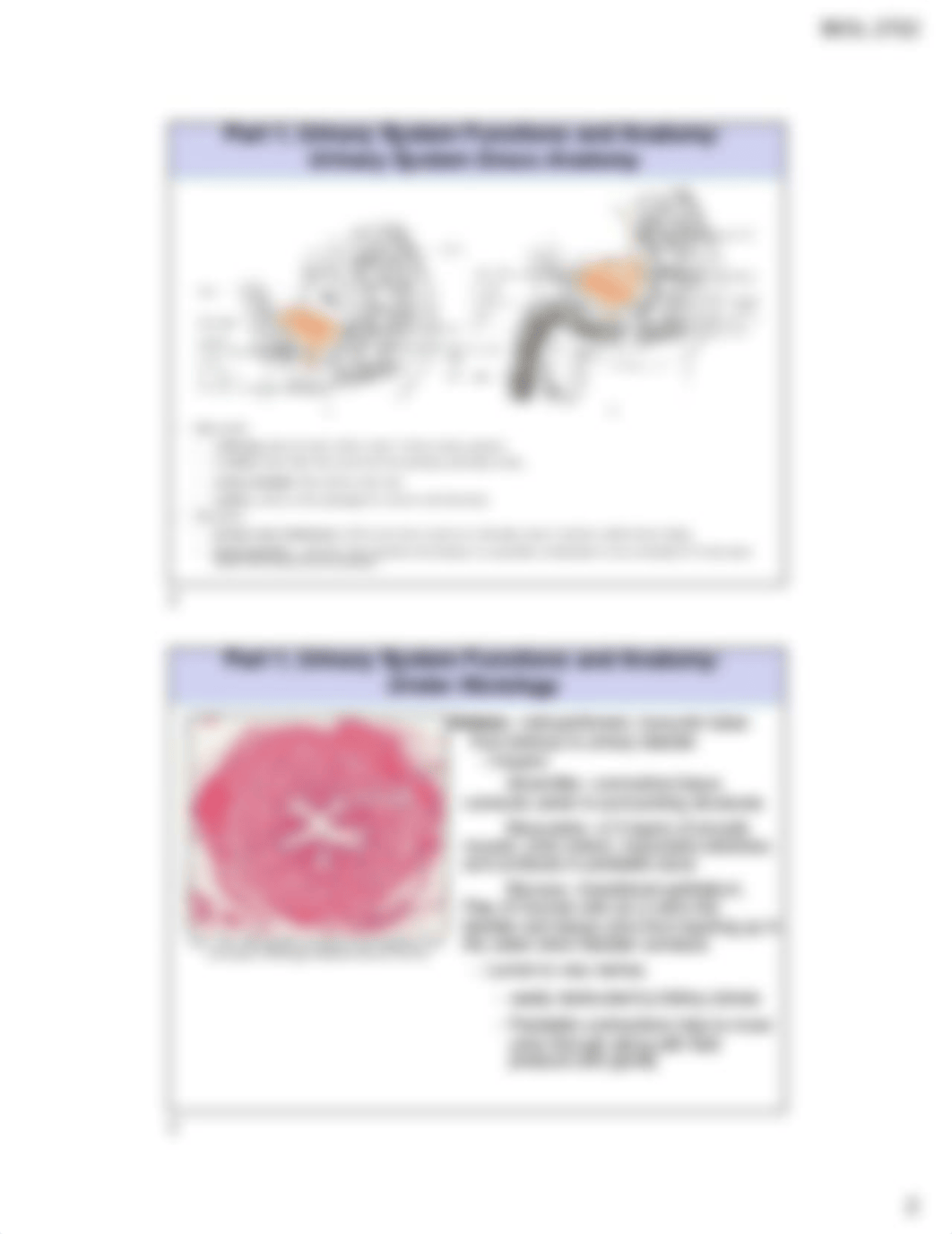 Urinary System Printable Fa19.pdf_di9oblwyp8e_page2