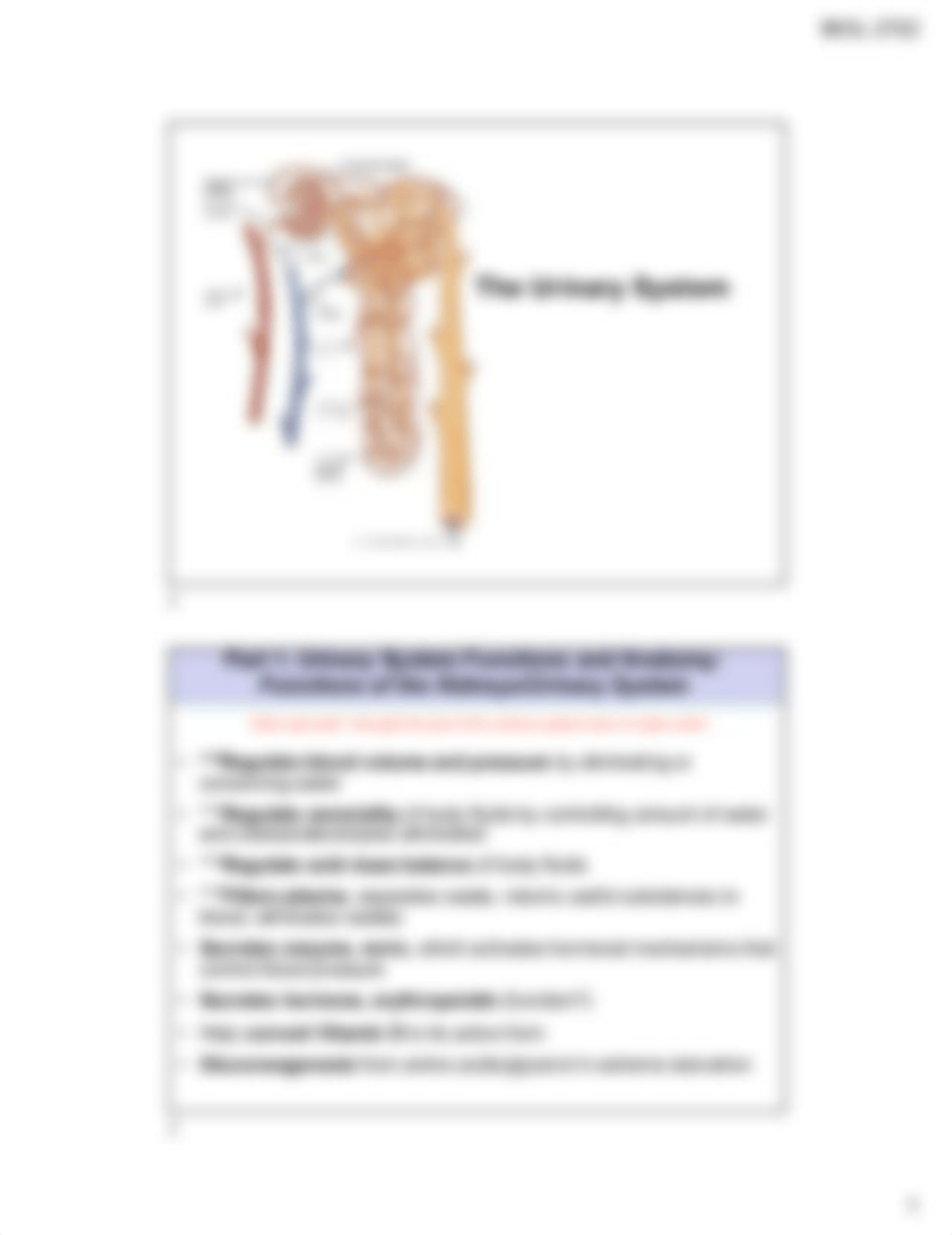 Urinary System Printable Fa19.pdf_di9oblwyp8e_page1