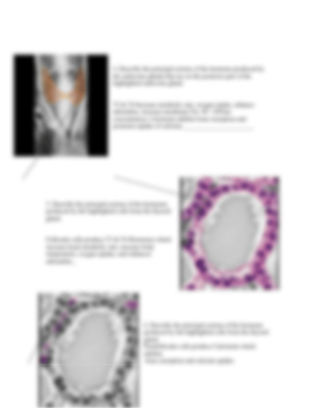 real anatomy endo_horm_action_stud .doc_dia90w93axz_page2