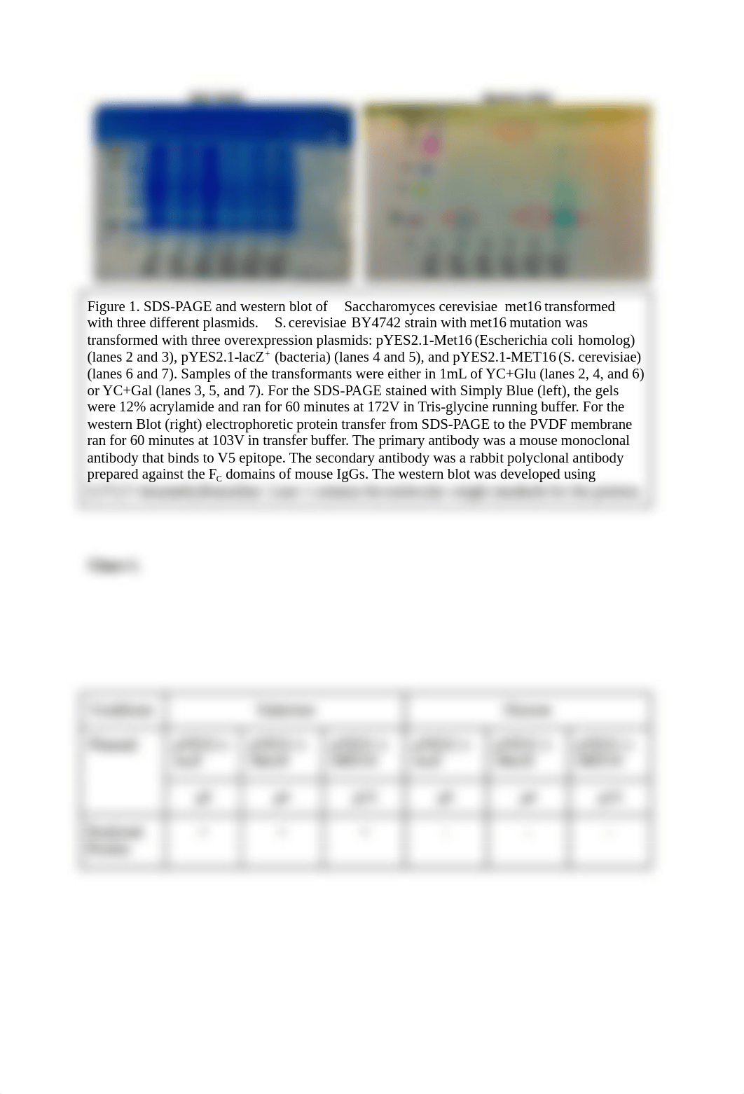 Micro-Report #5_ SDS PAGE & Western Blot_ Kila Panchot .docx_diadep75fph_page2