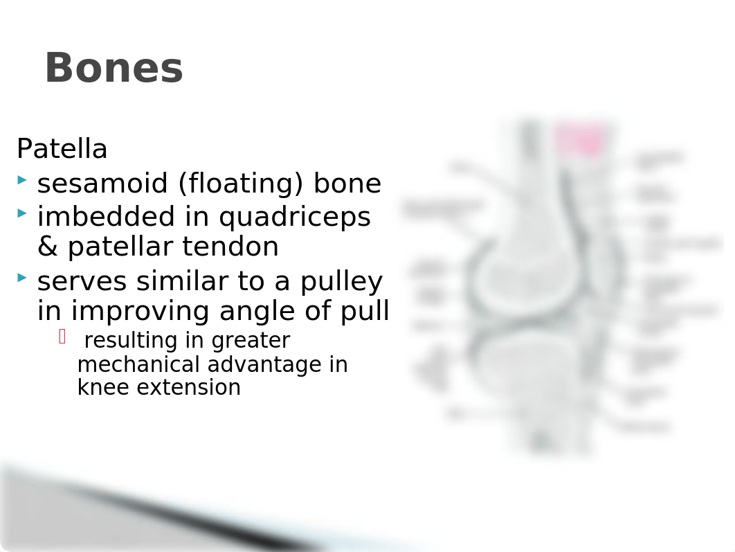 Chapter 9 Knee joint updated2.pptx_diaswl63p4v_page4