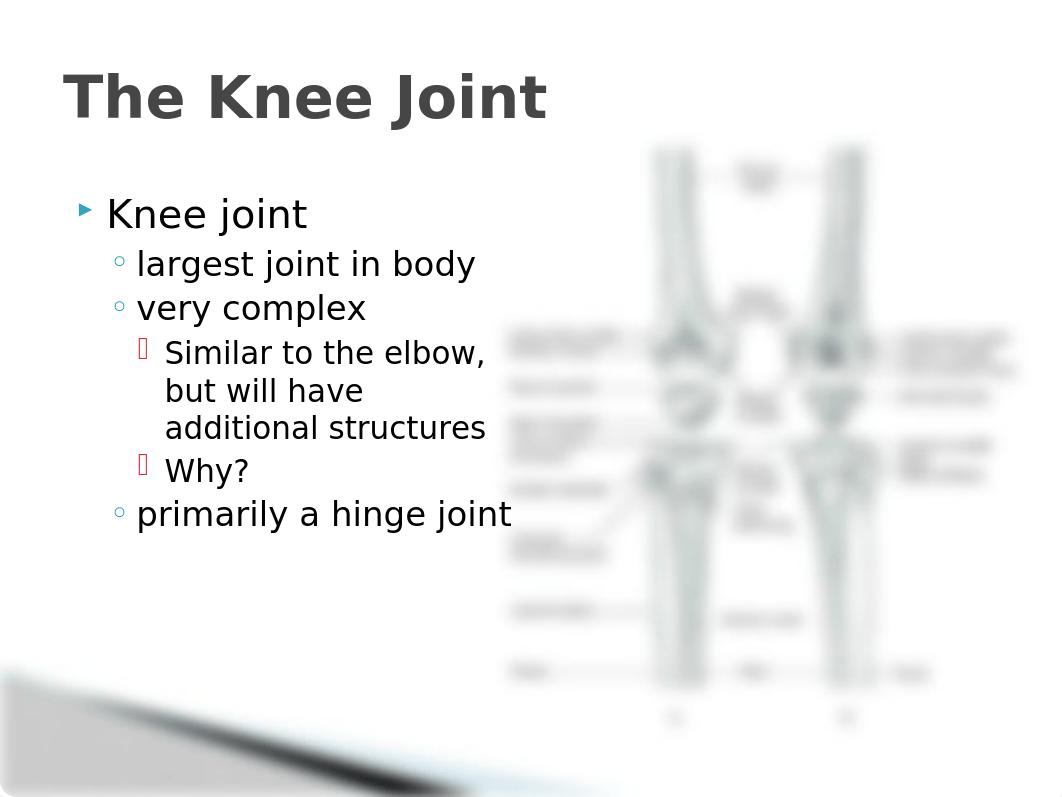 Chapter 9 Knee joint updated2.pptx_diaswl63p4v_page2