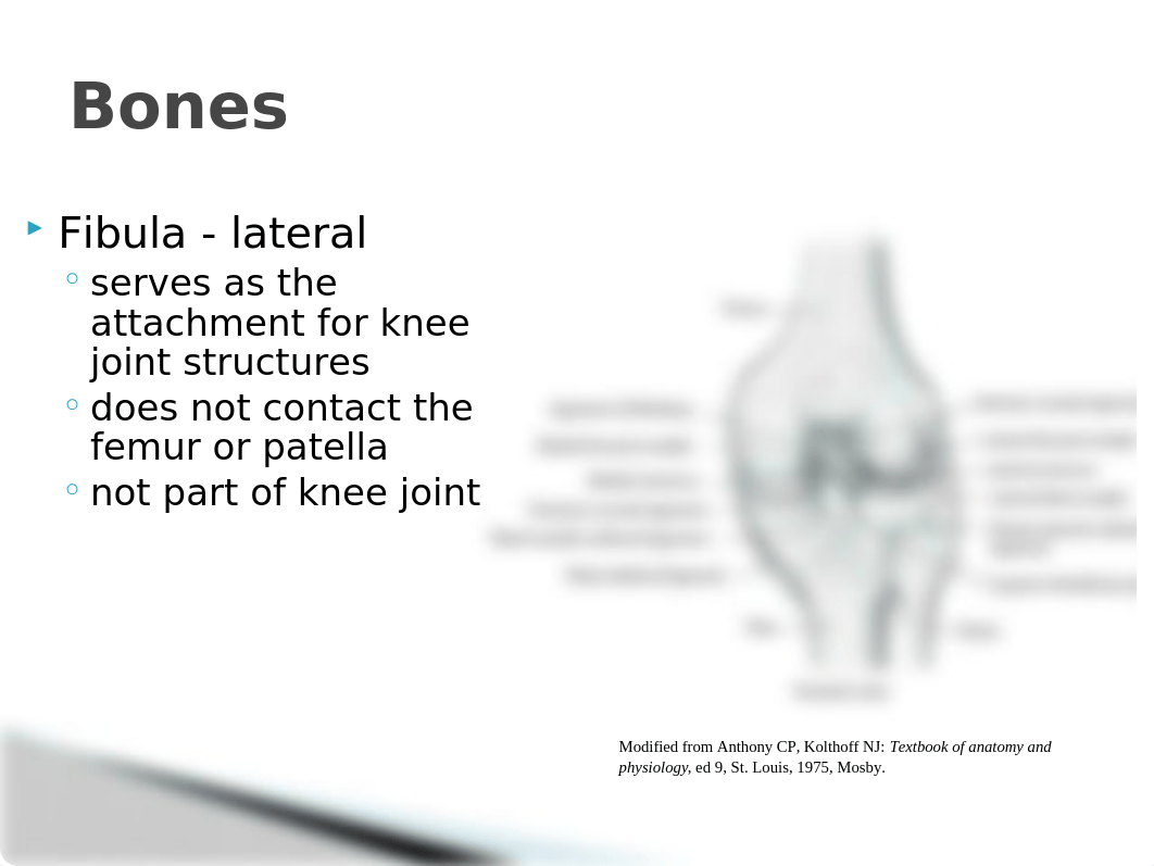 Chapter 9 Knee joint updated2.pptx_diaswl63p4v_page3