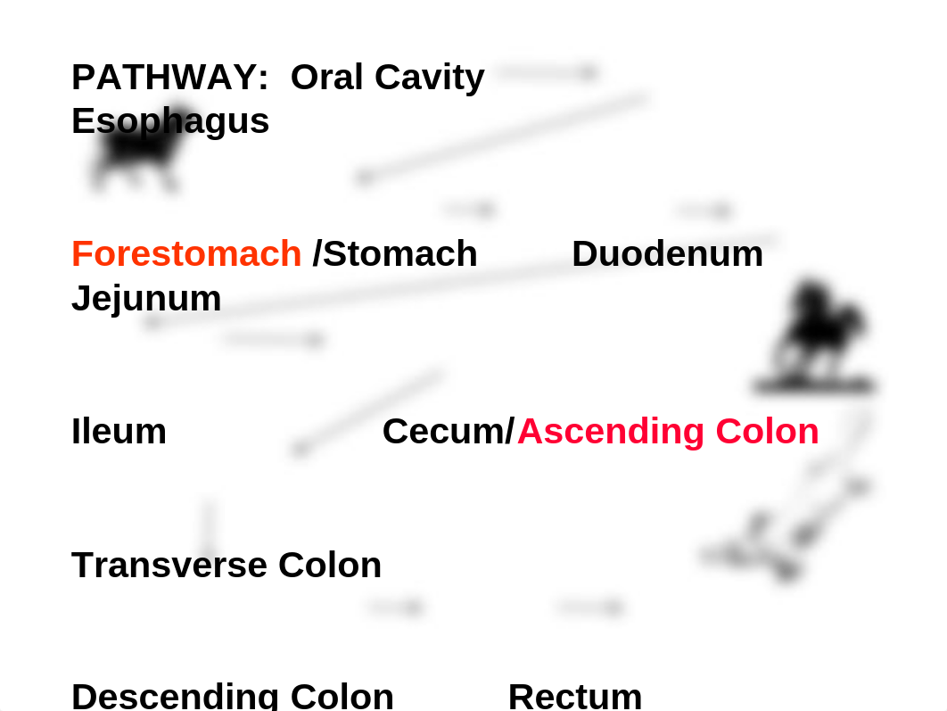 20_Digestive_System_Part_One_Spring_2013 (1)_dibd687i1f3_page4