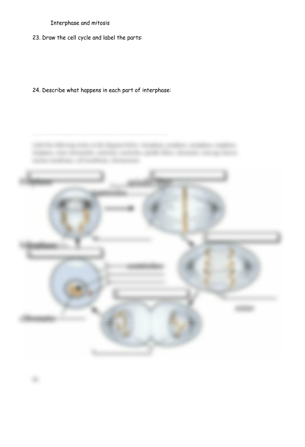 cell_division_and_cancer_review_sheet.pdf_dibgfe7bti9_page3