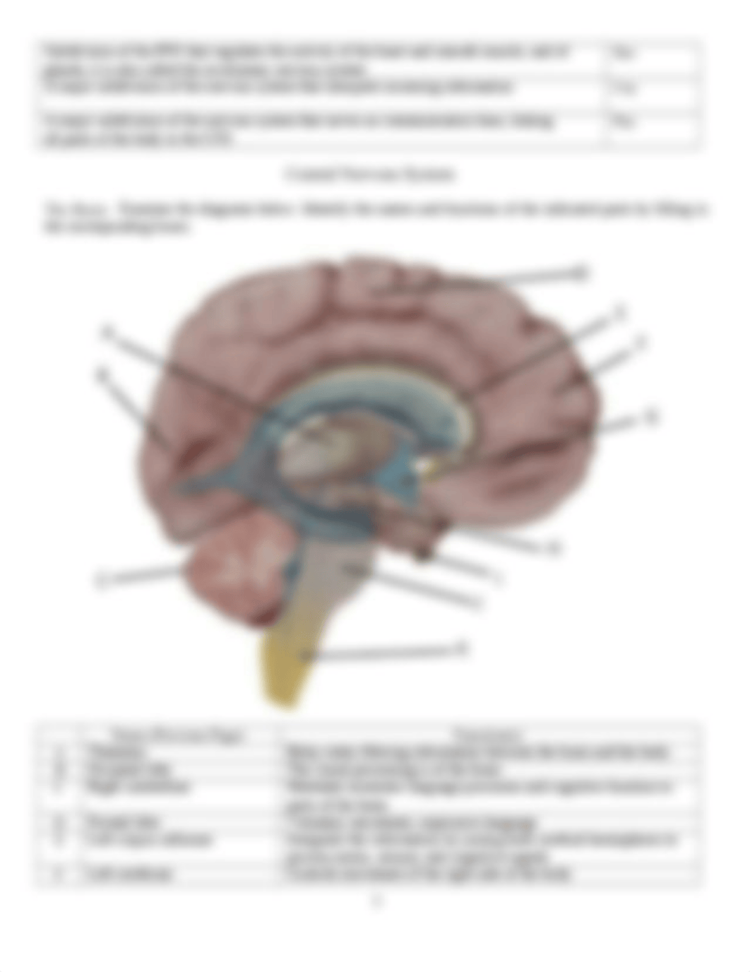 Lab 8 Nervous System (1).docx_dic3lkxv2q2_page3