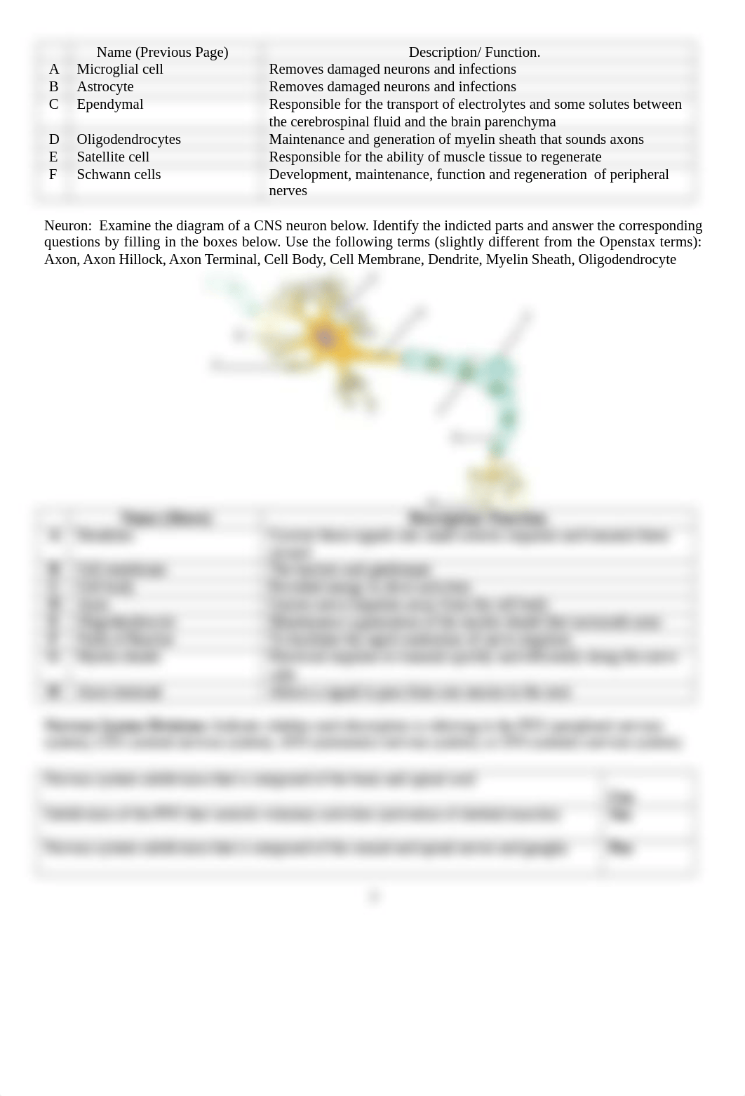 Lab 8 Nervous System (1).docx_dic3lkxv2q2_page2