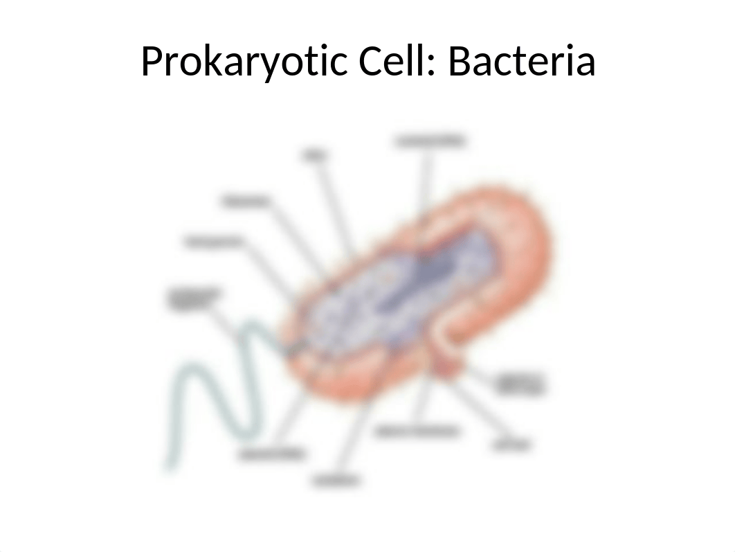 INSIDE THE CELL NOTES.pptx_dic3qy3vaqx_page5