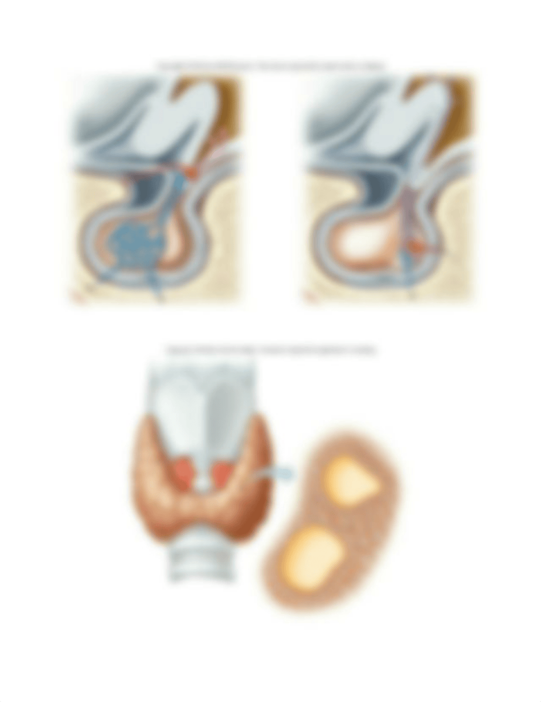 Endocrine Pre-lecture #2 (1).docx_dicjyrjn9ld_page2