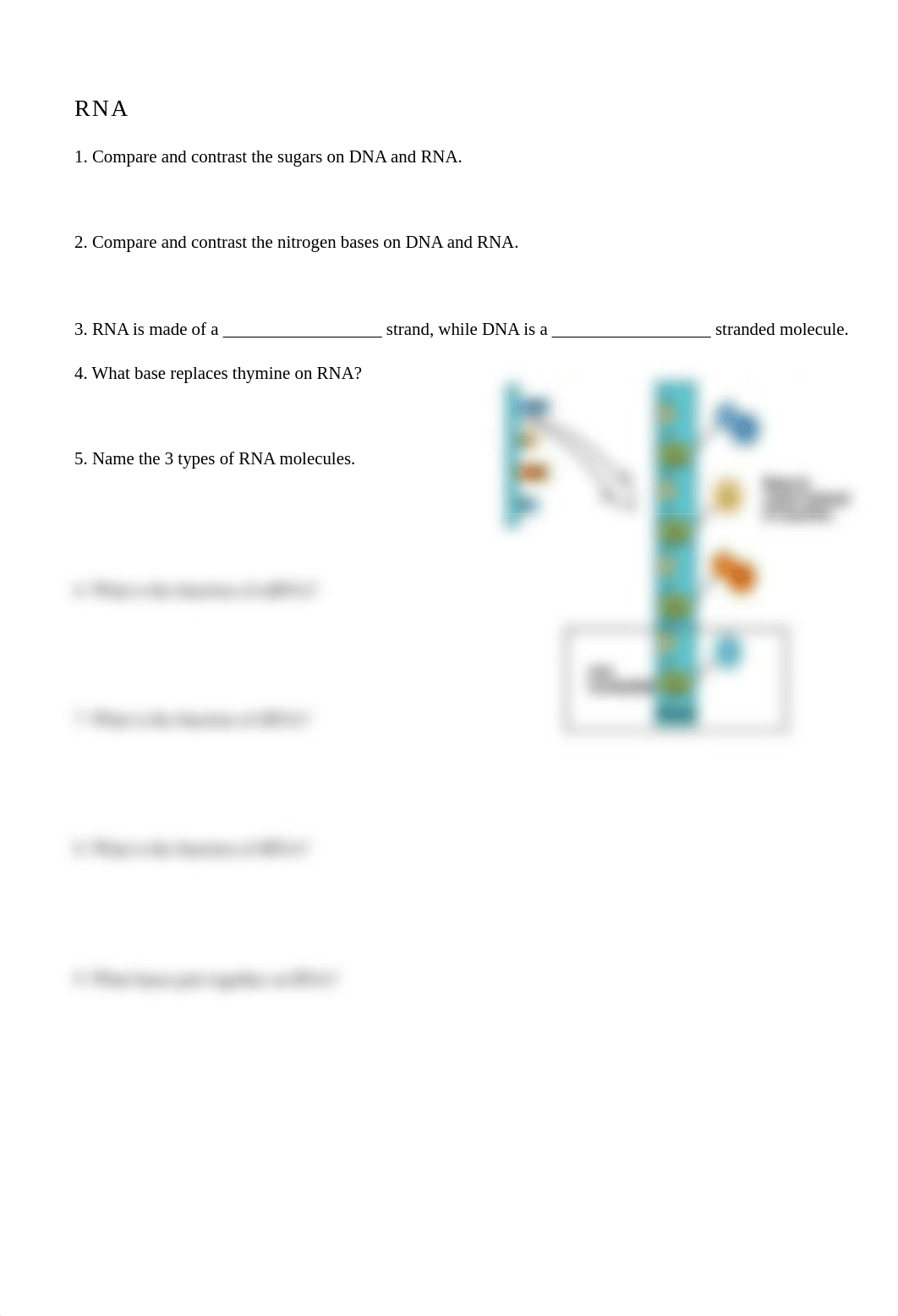 DNA and Protein Synthesis Test Review_dicov78arpv_page3