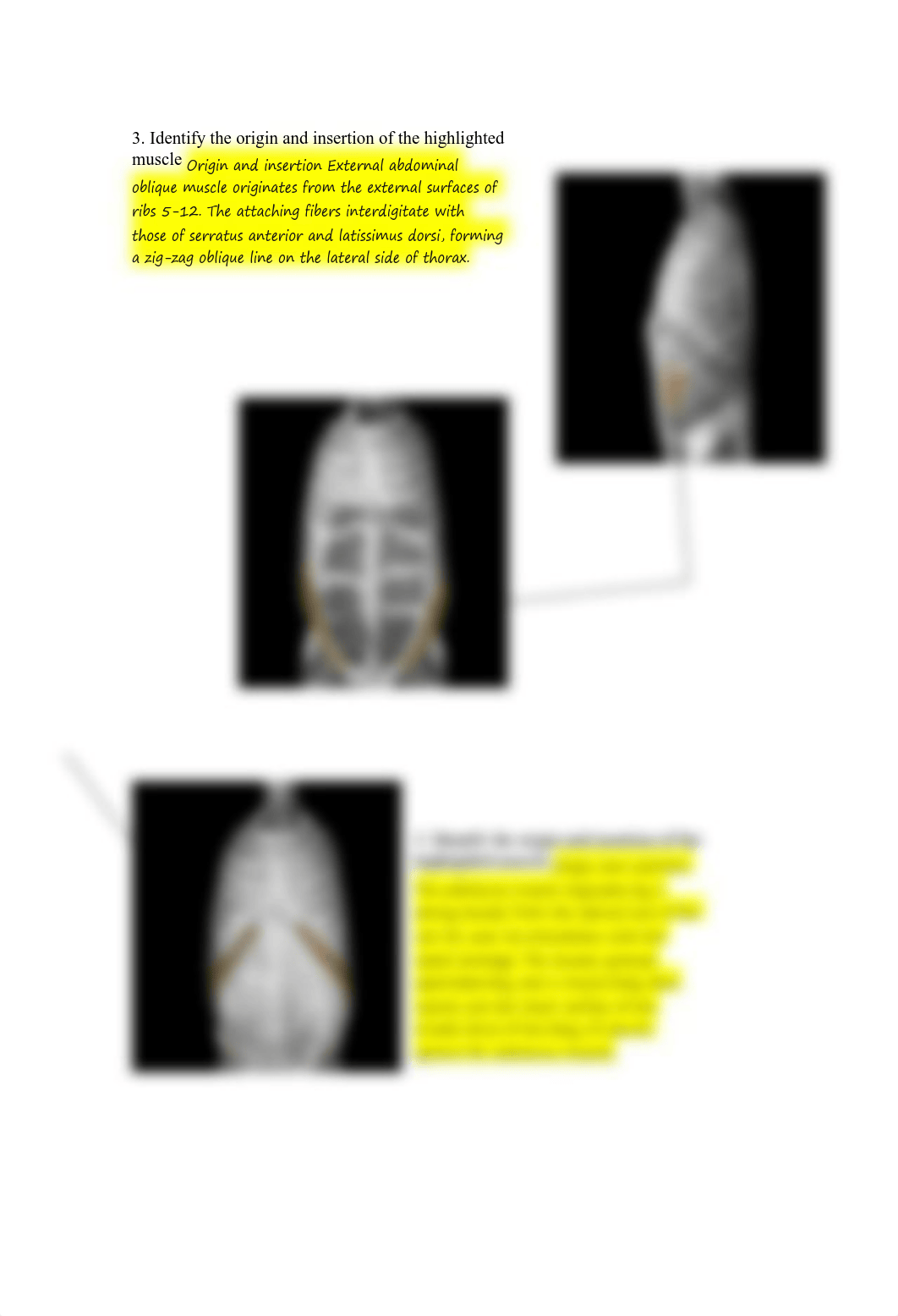 3e_musc_torso_orig_stud.pdf_did34cibku7_page2