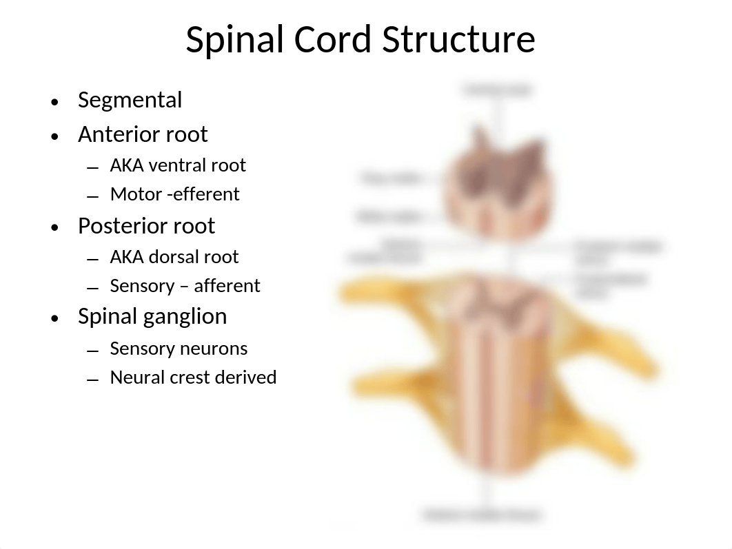 SPINAL CORD, REFLEXES AND MENINGES  2019 (1).pptx_did3drrp4tf_page5