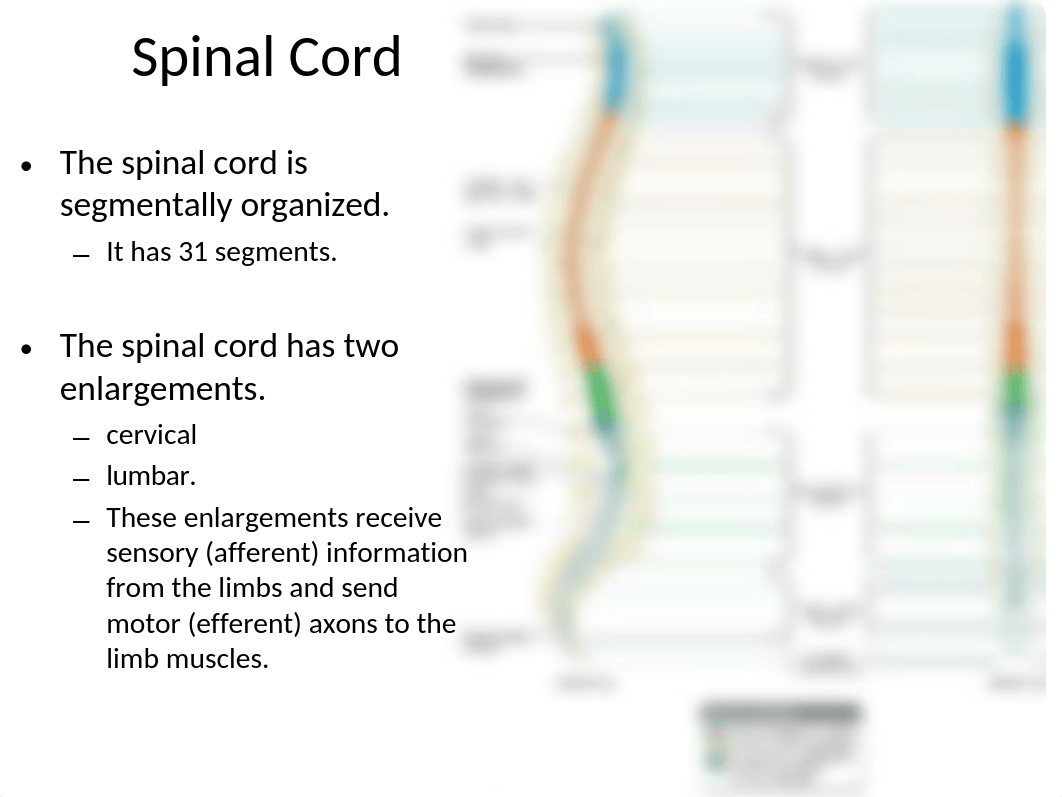 SPINAL CORD, REFLEXES AND MENINGES  2019 (1).pptx_did3drrp4tf_page3