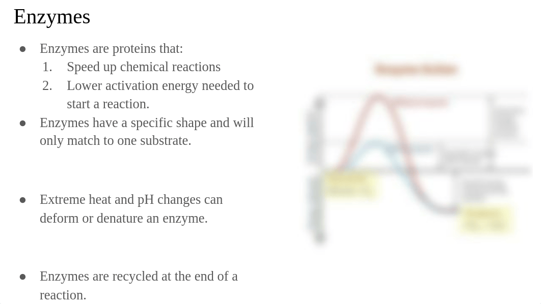 BIO 101 Final Exam Review-1.pdf_die622nmohz_page5