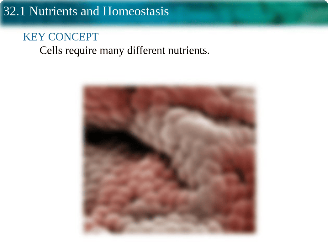 32.1- Nutrient and Homostasis.ppt_die71ybtcy5_page1