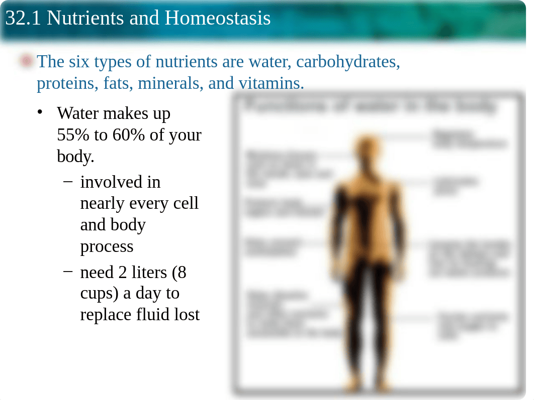 32.1- Nutrient and Homostasis.ppt_die71ybtcy5_page3