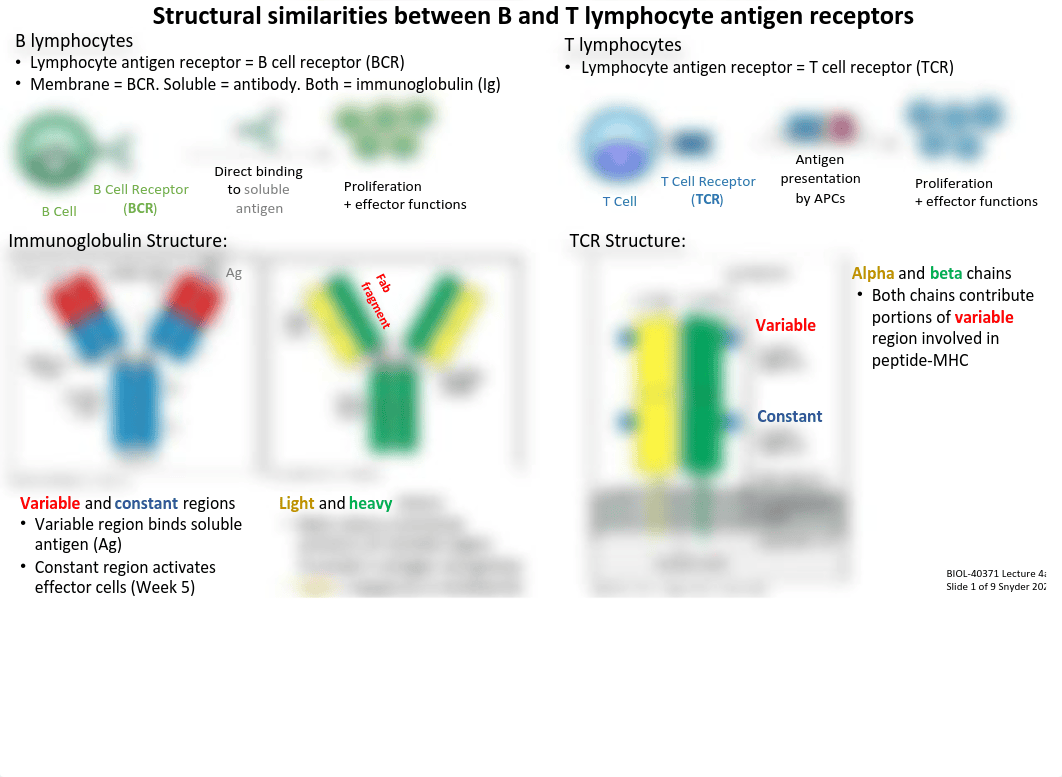 Lecture 4a_Lymphocyte Antigen Receptors.pdf_difm9i0oq9i_page5