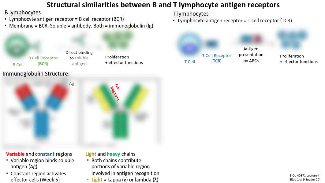 Lecture 4a_Lymphocyte Antigen Receptors.pdf_difm9i0oq9i_page4