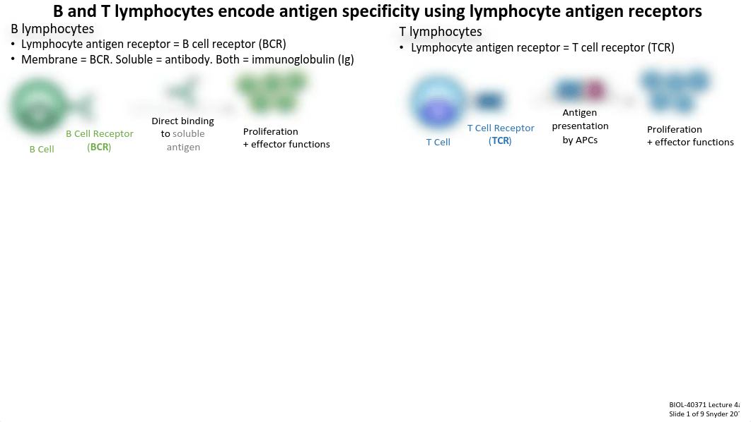 Lecture 4a_Lymphocyte Antigen Receptors.pdf_difm9i0oq9i_page2