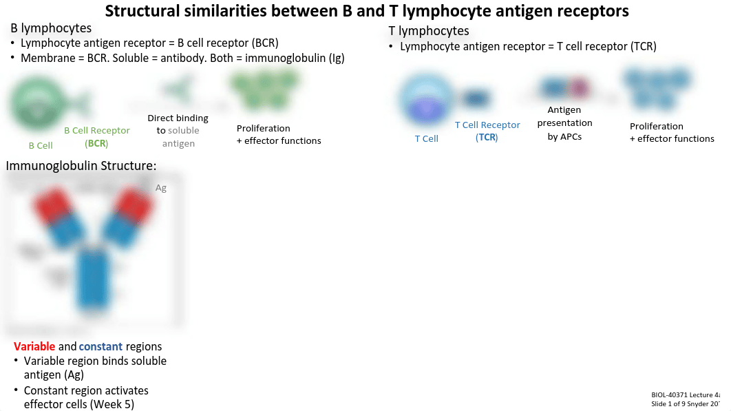 Lecture 4a_Lymphocyte Antigen Receptors.pdf_difm9i0oq9i_page3