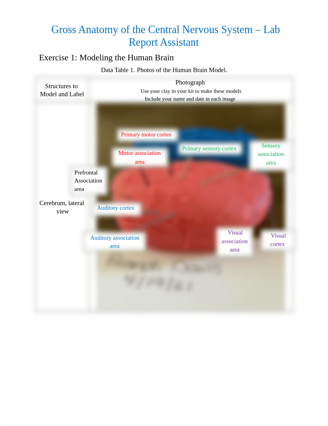 Lab Report 11 - Gross Anatomy of the Central Nervous System.docx_difqon3y9ar_page1