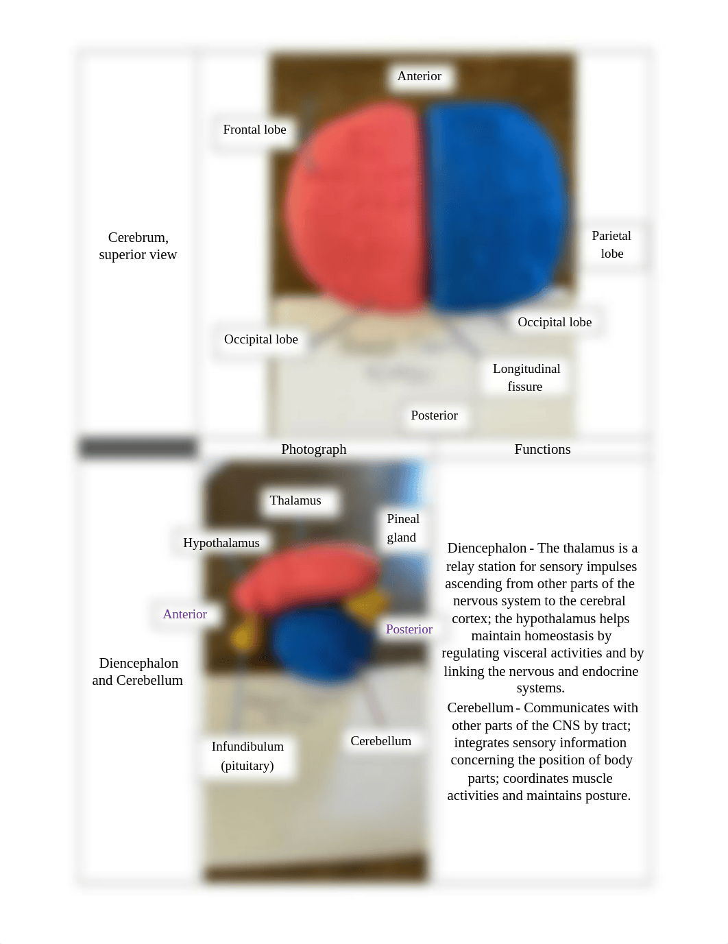 Lab Report 11 - Gross Anatomy of the Central Nervous System.docx_difqon3y9ar_page3