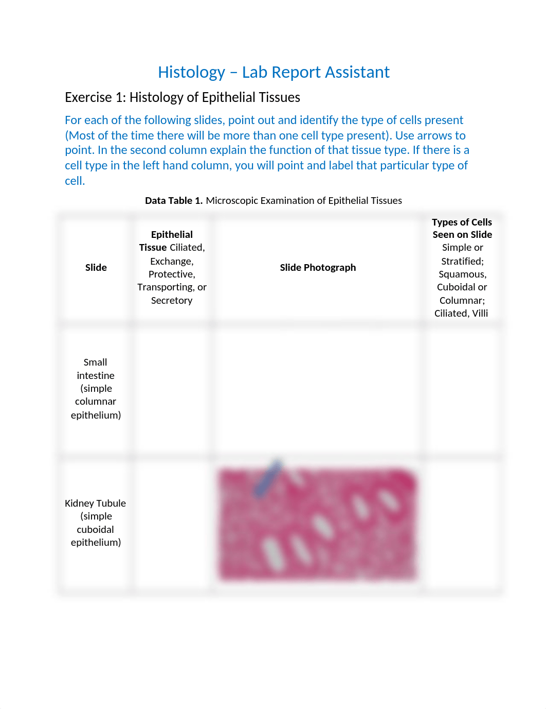 Lab 4 report Histology_RPT  Love edited (1).docx_dig34mu96bl_page1