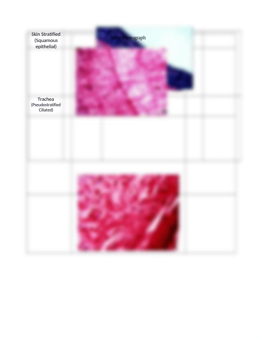 Lab 4 report Histology_RPT  Love edited (1).docx_dig34mu96bl_page2