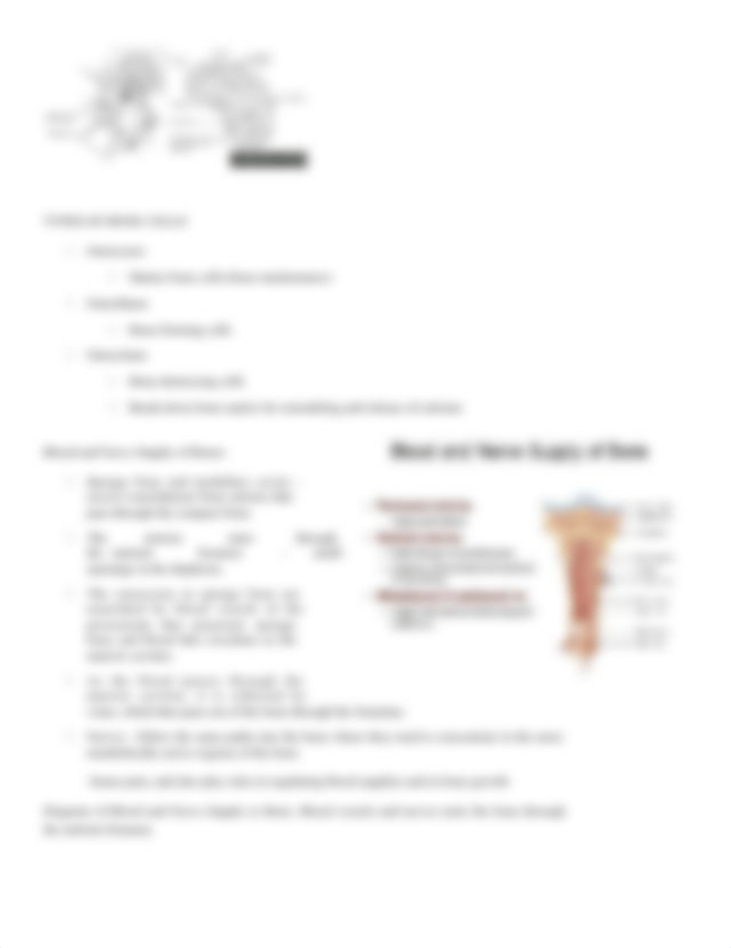 SKELETAL-SYSTEM-HANDOUT.docx_digw7zxh61d_page4