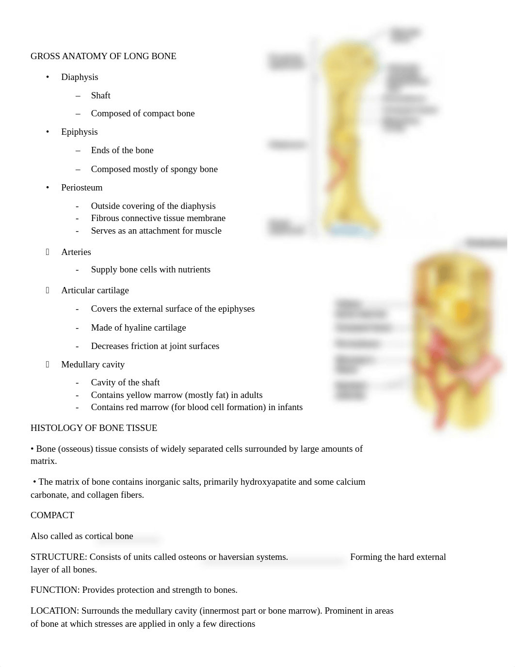 SKELETAL-SYSTEM-HANDOUT.docx_digw7zxh61d_page2