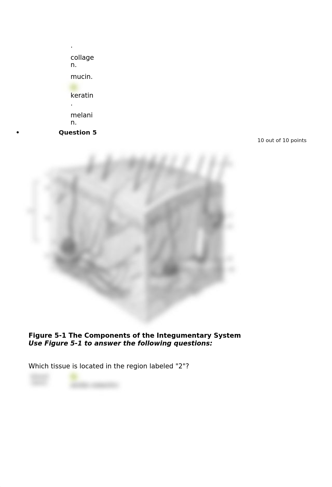 Lab Quiz 5-Integumentary System_diicco7dctr_page3