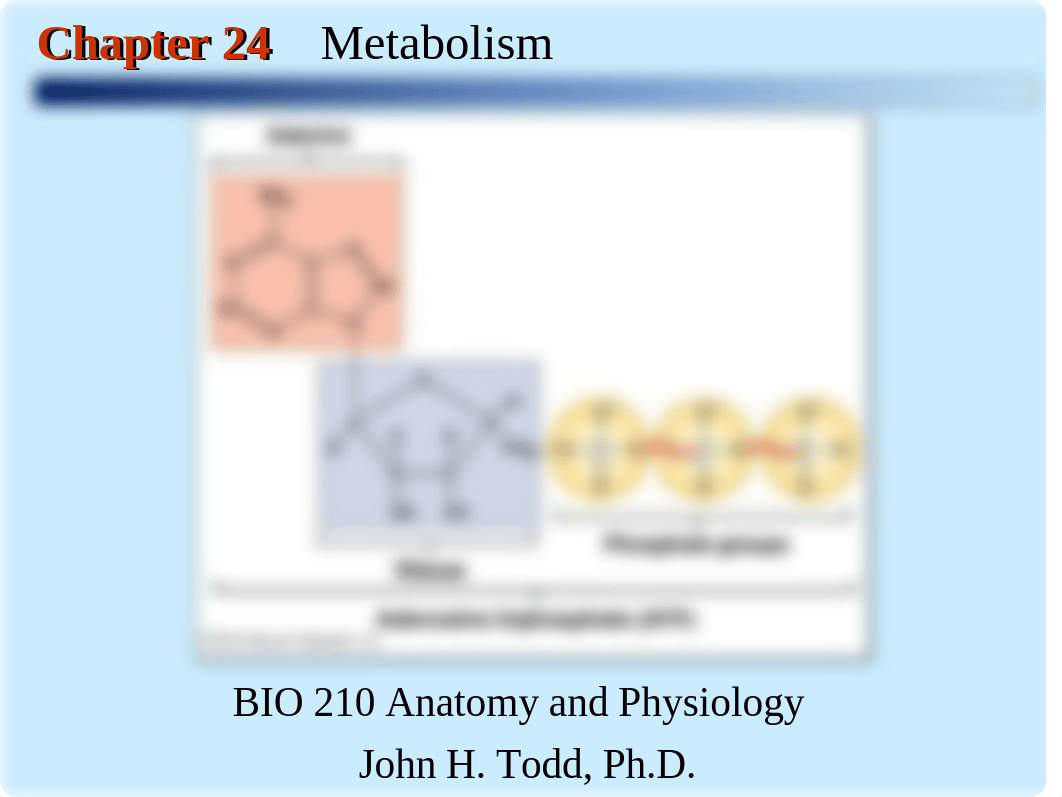 Chapter 24 Metabolism - Transition Reaction and Krebs Cycle Animation.ppt_diiidx5fvep_page1