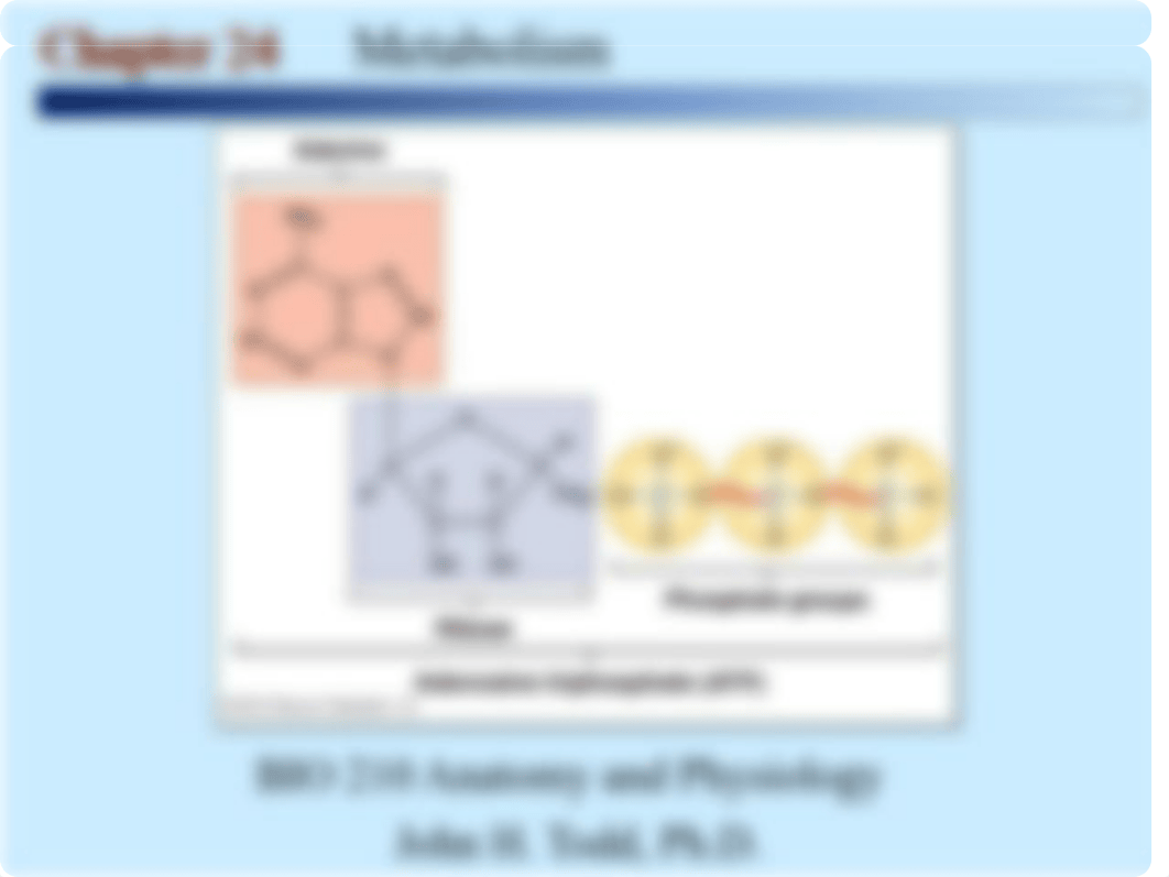 Chapter 24 Metabolism - Transition Reaction and Krebs Cycle Animation.ppt_diiidx5fvep_page4