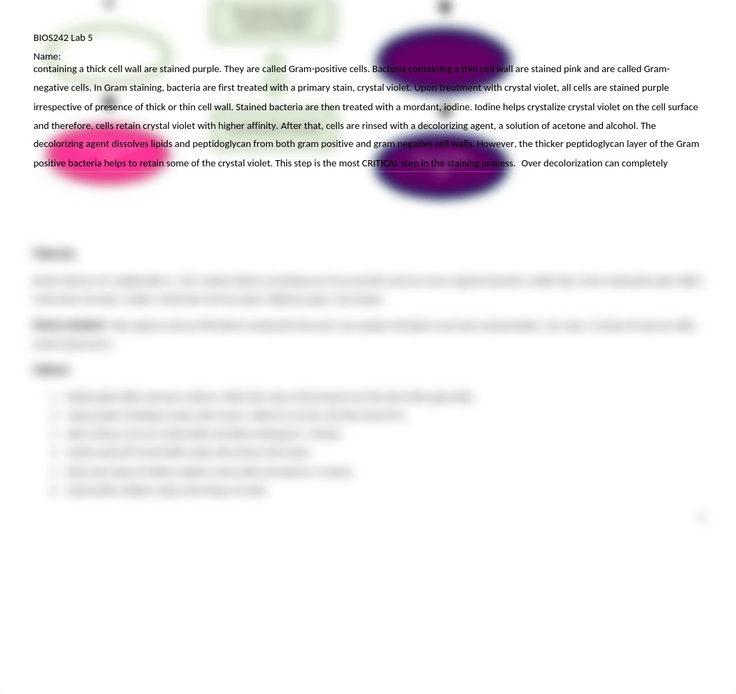 BIOS242 Week 3 Lab 5 DifferentialStainupdated-1.docx_diiiw4vppkq_page2