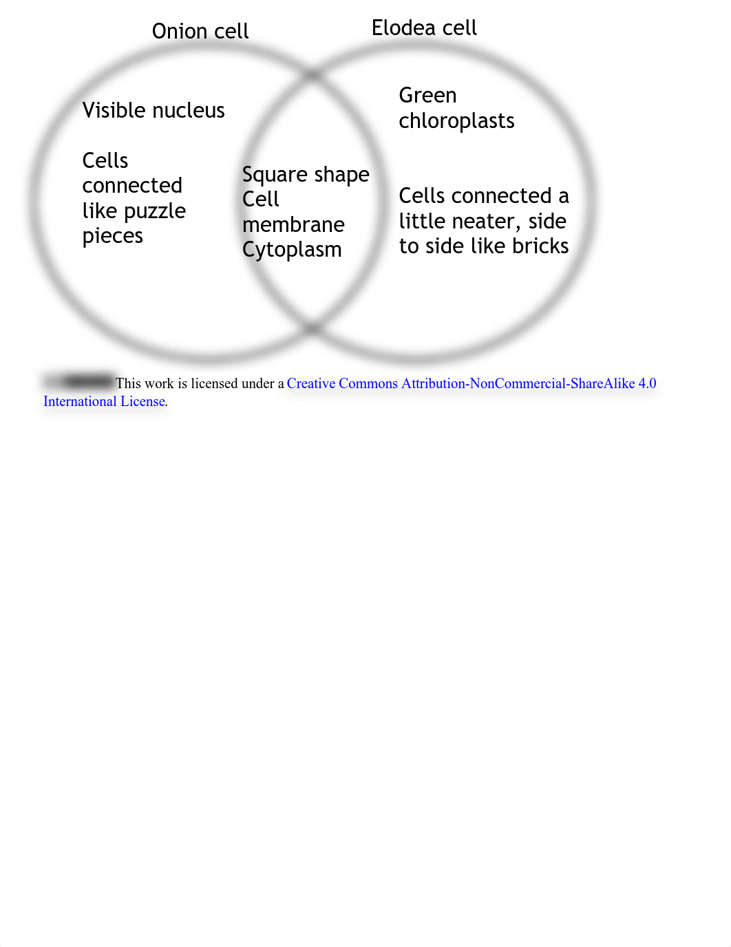 Plant cell lab worksheet 1-1.pdf_diij9flxtj1_page2