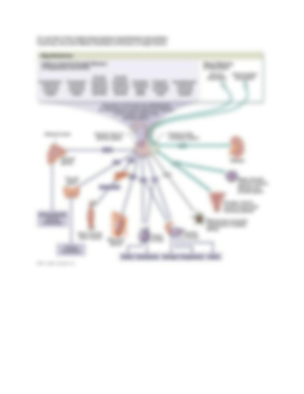 endocrine worksheet ANSWERS.docx_diio1suivq7_page1