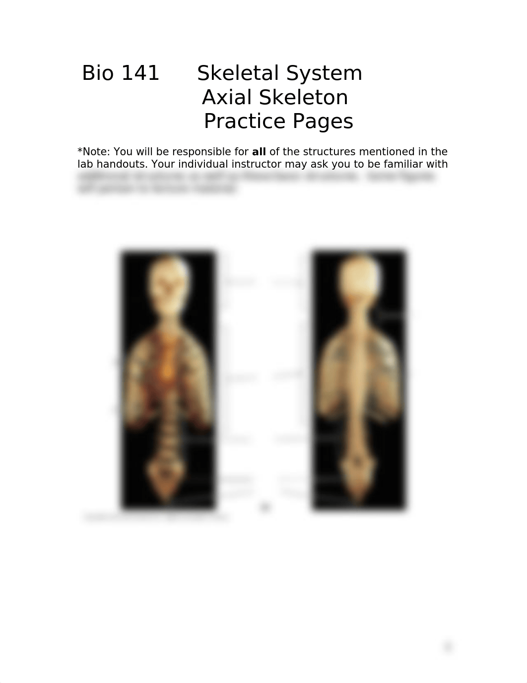 Skeletal System Axial Skeleton.doc_dij3rvd2bjf_page1