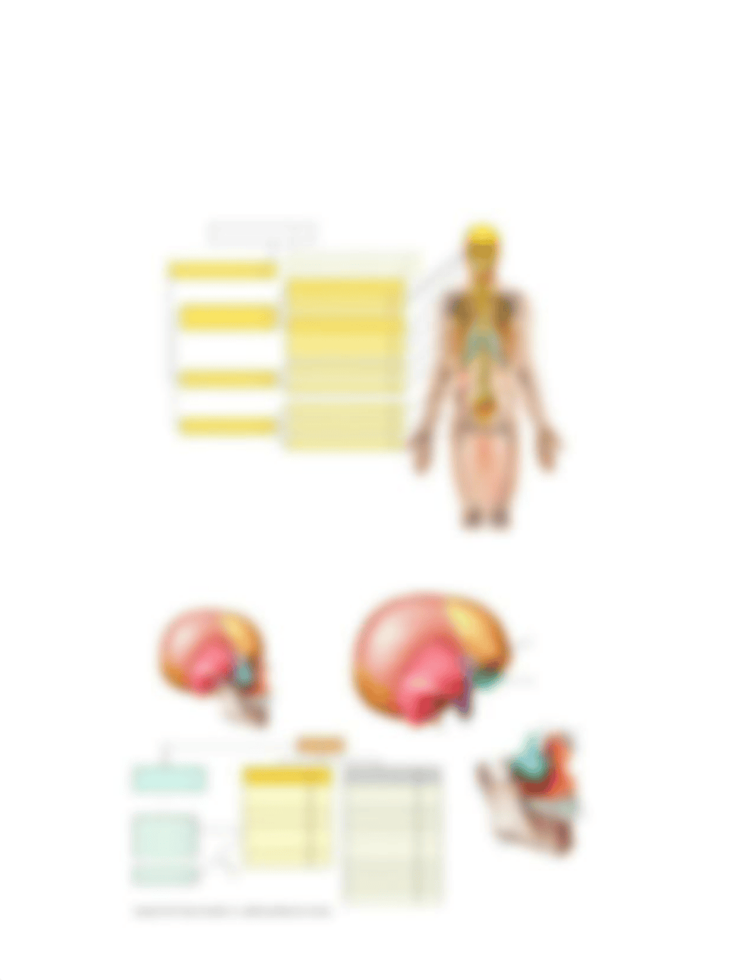 Skeletal System Axial Skeleton.doc_dij3rvd2bjf_page2