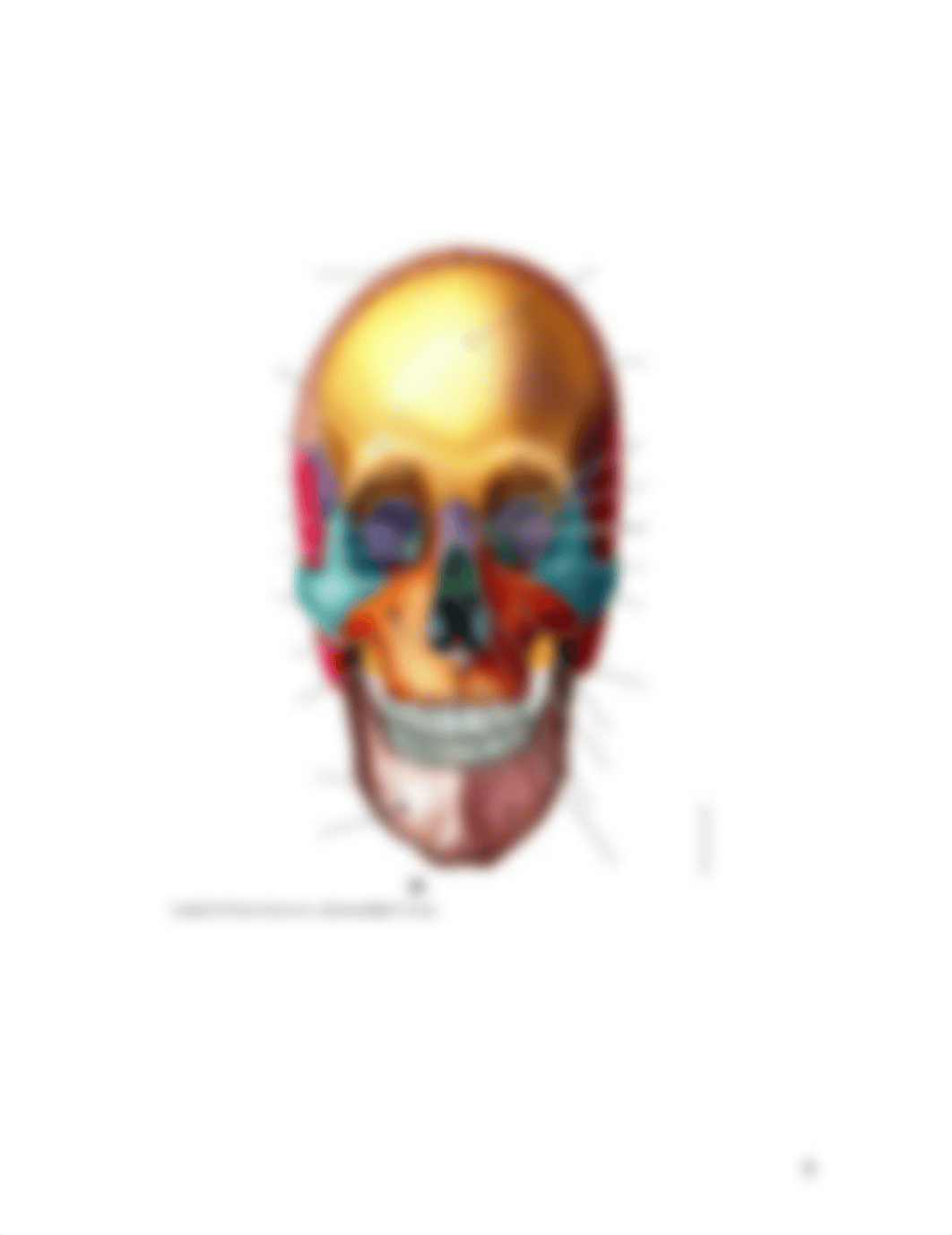 Skeletal System Axial Skeleton.doc_dij3rvd2bjf_page5