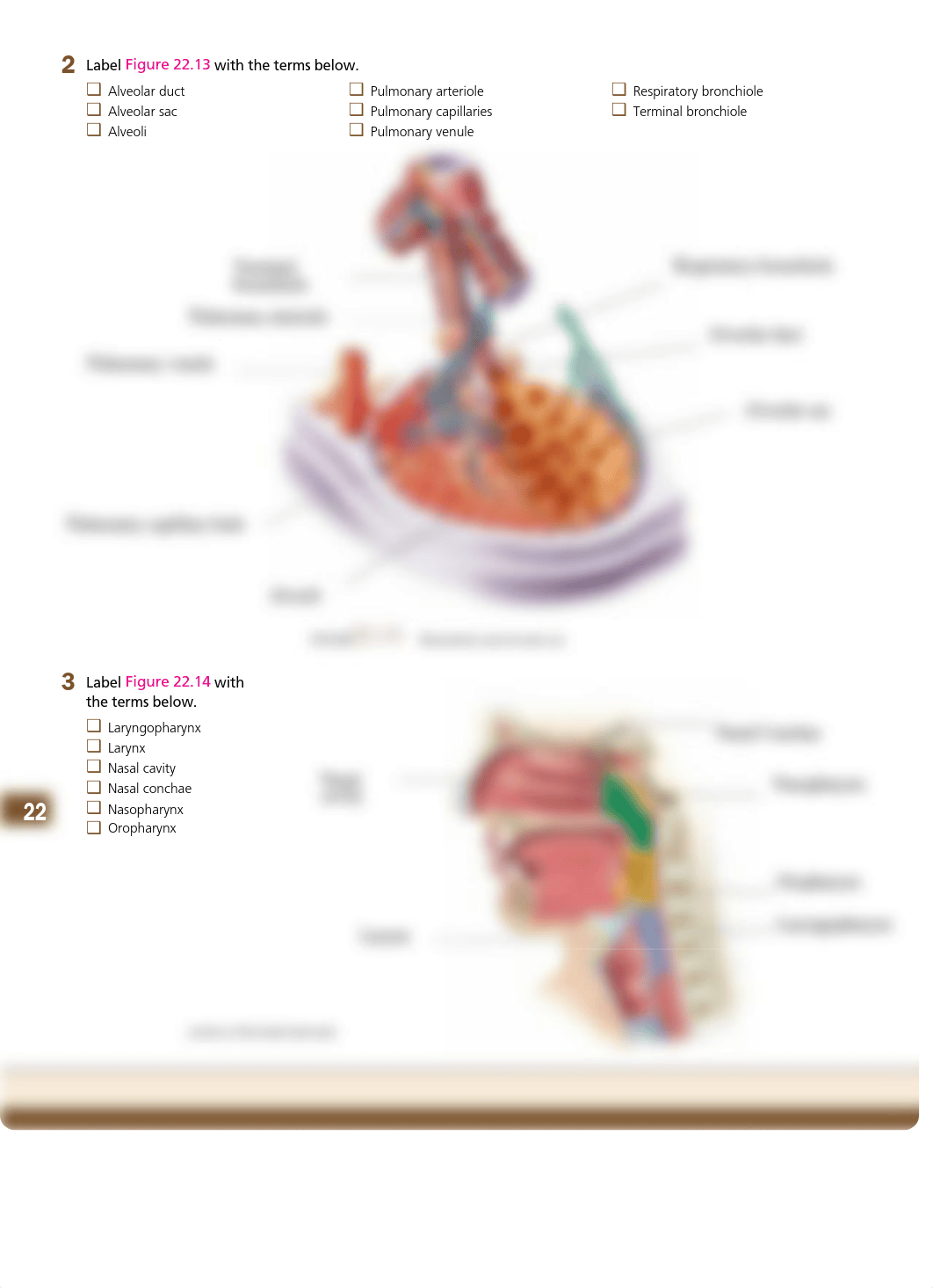 CYR Respiratory Anatomy (1).pdf_dijj8khfvbk_page2